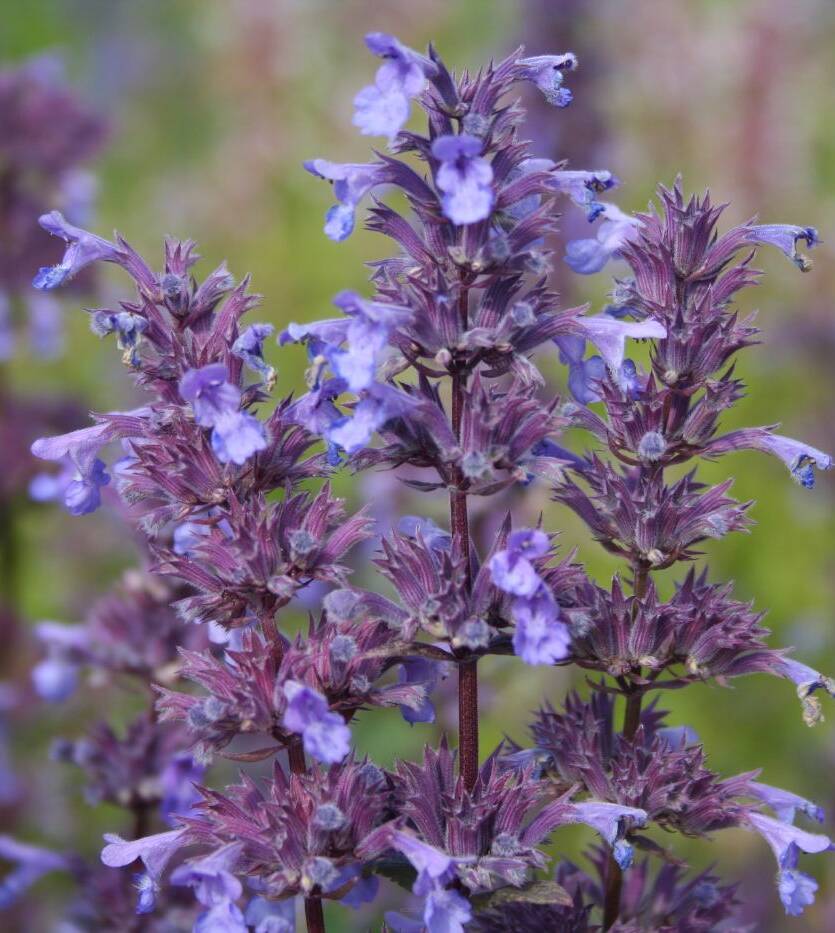 Kocimiętka wielkokwiatowa 'Bramdean' Nepeta grandiflora 'Bramdean'