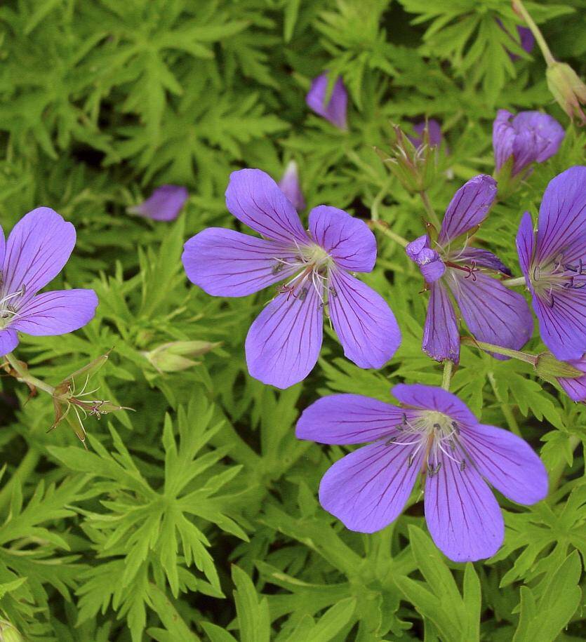 Bodziszek ogrodowy 'Nimbus' Geranium hybrida 'Nimbus' DOSTĘPNY PO 15 CZERWCA 2024