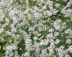 Boltonia gwieździsta Boltonia asteroides