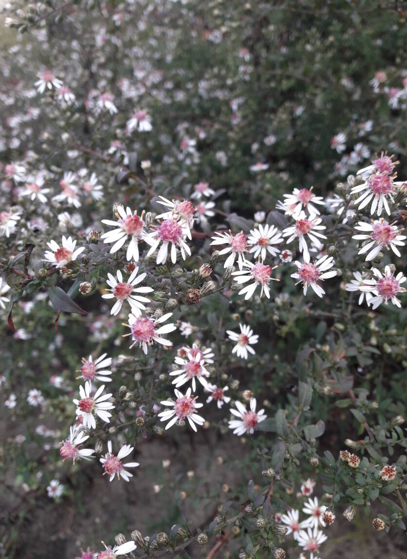 Aster bocznokwiatowy 'Lady in Black' Symphyotrichum lateriflorus 'Lady in Black' DOSTĘPNY PO 15 CZERWCA 2024