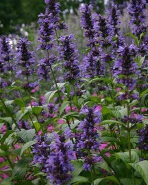 Kocimiętka kubańska Nepeta kubanica
