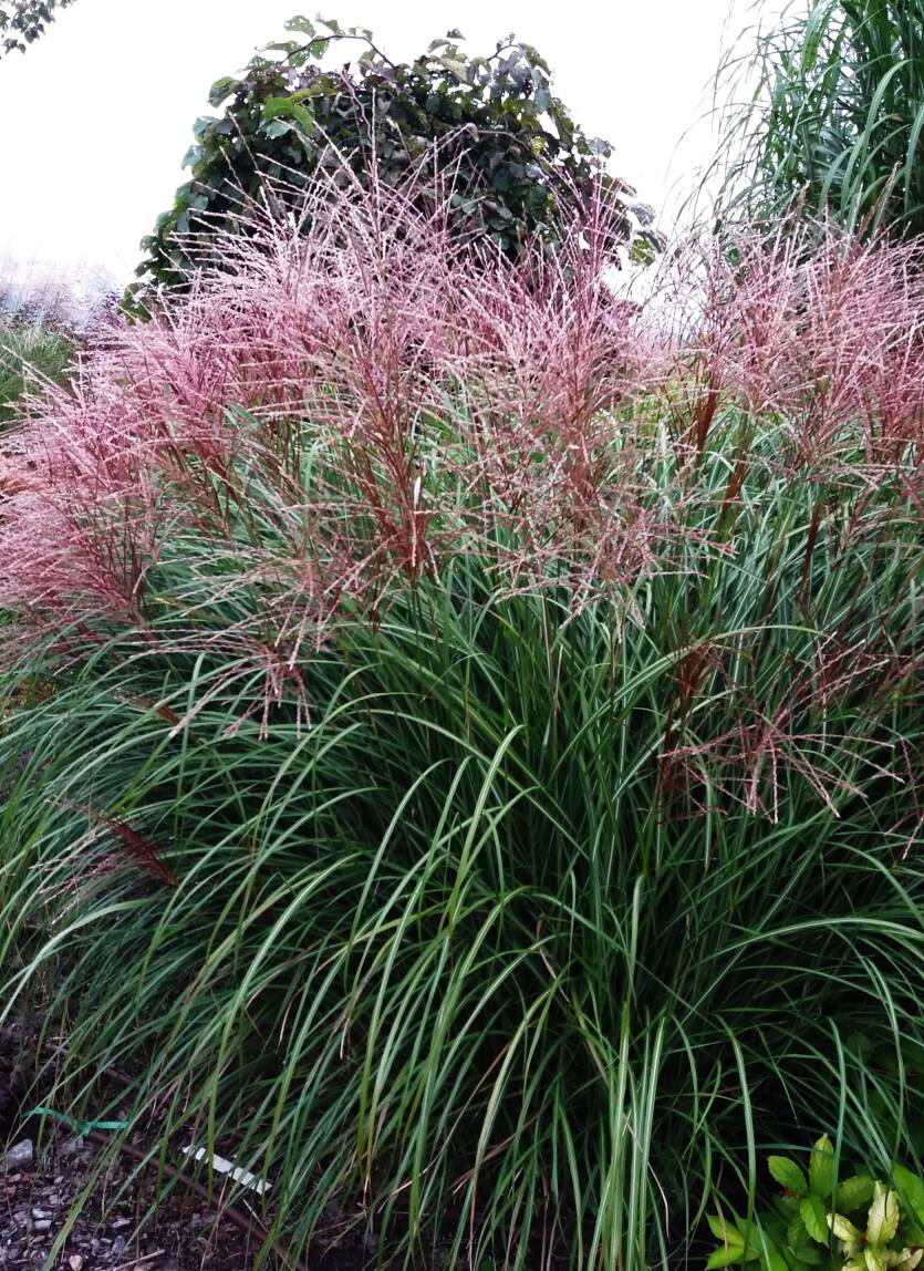 Miskant chiński 'Krater'  Miscanthus sinensis 'Krater'