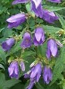 Dzwonek pokrzywolistny Campanula trachelium