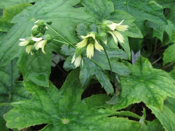 Peltobojkinia watanabei Boykinia watanabei 