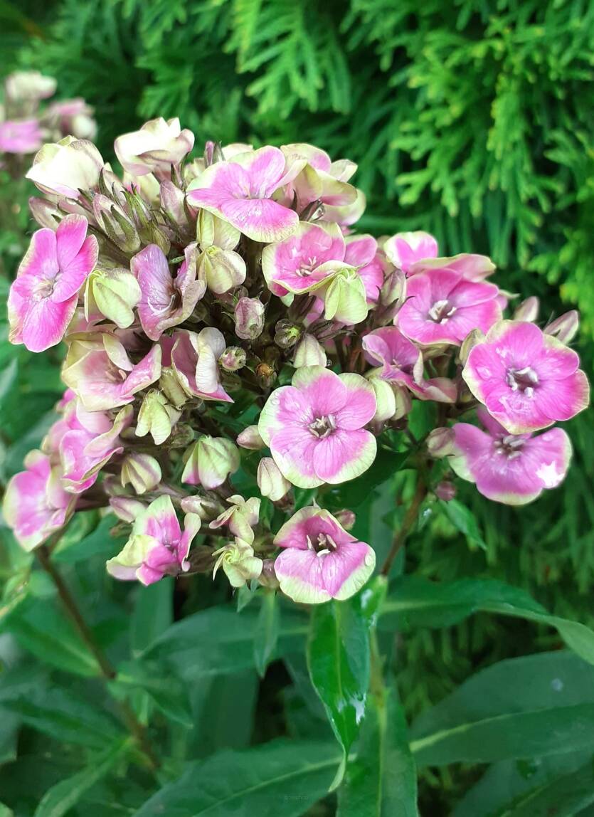 Floks paniculata 'Aureole'  Phlox paniculata 'Aureole'