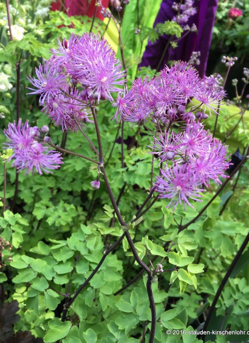 Rutewka orlikolistna 'Purplelicious' Thalictrum aquilegifolium 'Purplelicious'