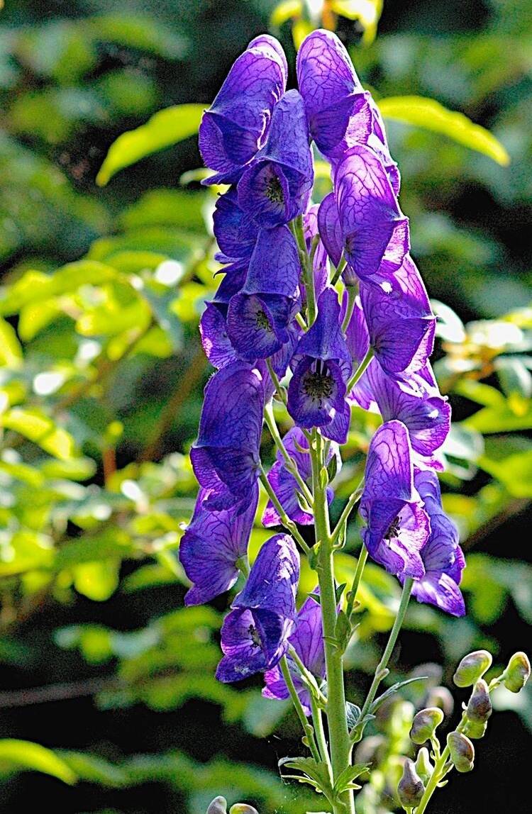 Tojad Arendsa Aconitum arendsii 
