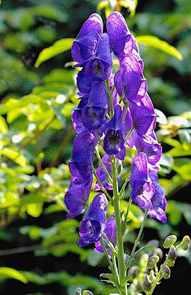 Tojad Arendsa Aconitum arendsii 