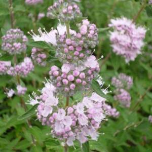 Barbula klandońska 'Stephi' PBR Caryopteris clandonensis 'Stephi' 