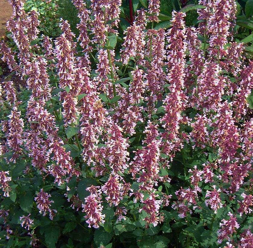 Kocimiętka wielkokwiatowa 'Dawn to Dusk' Nepeta gradiflora 'Dawn to Dusk'