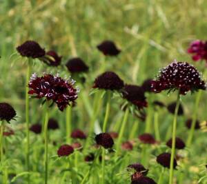 Driakiew gołębia 'Barocca' PBR Scabiosa columbaria 'Barocca' PBR DOSTĘPNA PO 15 CZERWCA 2024
