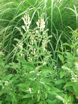 Tarczyca szara 'Alba' Scutellaria incana 'Alba'