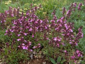 Ożanka właściwa Teucrium chamaedrys