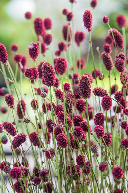 Krwiściąg  'Proud Mary'  Sanguisorba  'Proud Mary'