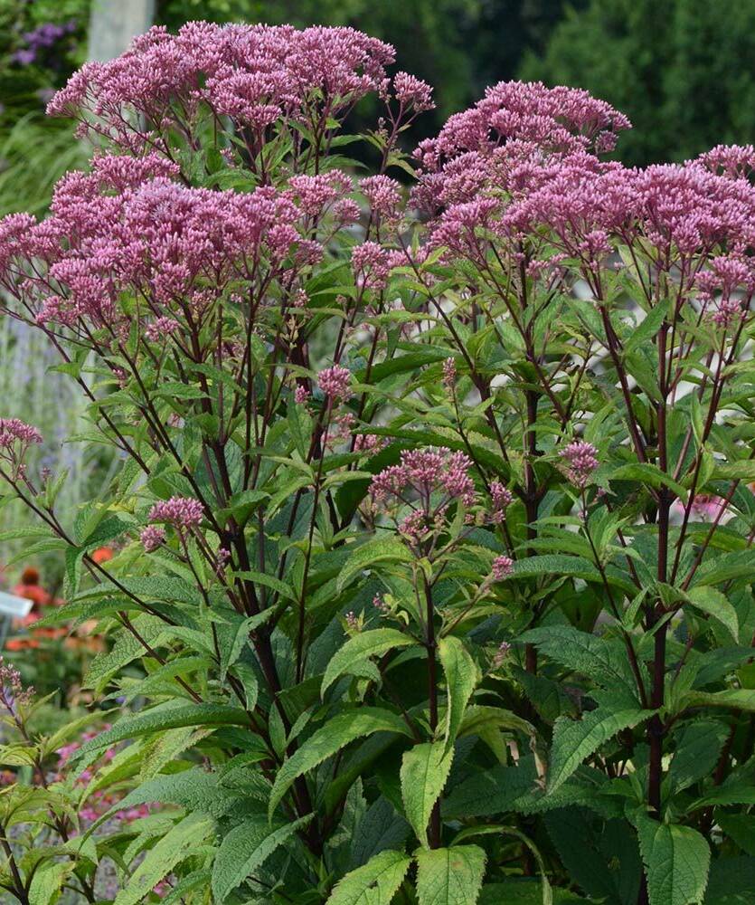 Sadziec dęty 'Baby Joe' Eupatorium dubium 'Baby Joe'