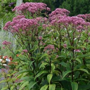 Sadziec dęty 'Baby Joe' Eupatorium dubium 'Baby Joe'