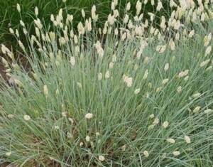 Sesleria lśniąca Sesleria nitida