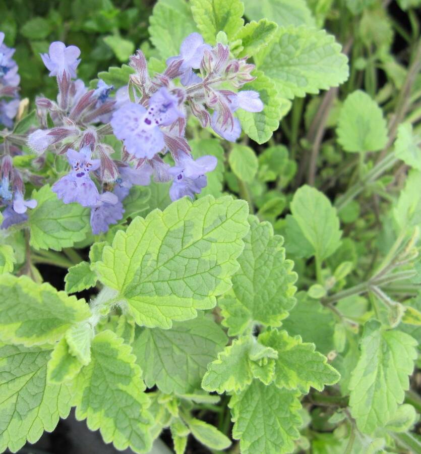 Kocimiętka faassena 'Six Hills Gold' Nepeta faassenii 'Six Hills Gold'