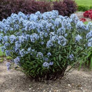 Amsonia nadreńska Amsonia tabernaemontana