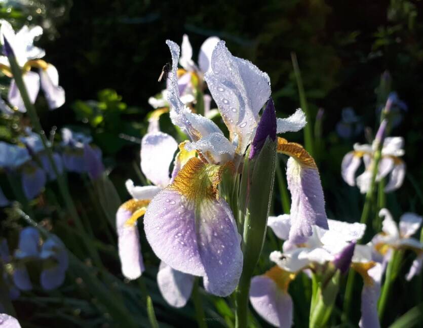 Irys syberyjski 'Wczesny Poranek' Iris sibirica 'Wczesny Poranek'