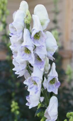Tojad Carmichaela 'Cloudy' Aconitum carmichaelii 'Cloudy'