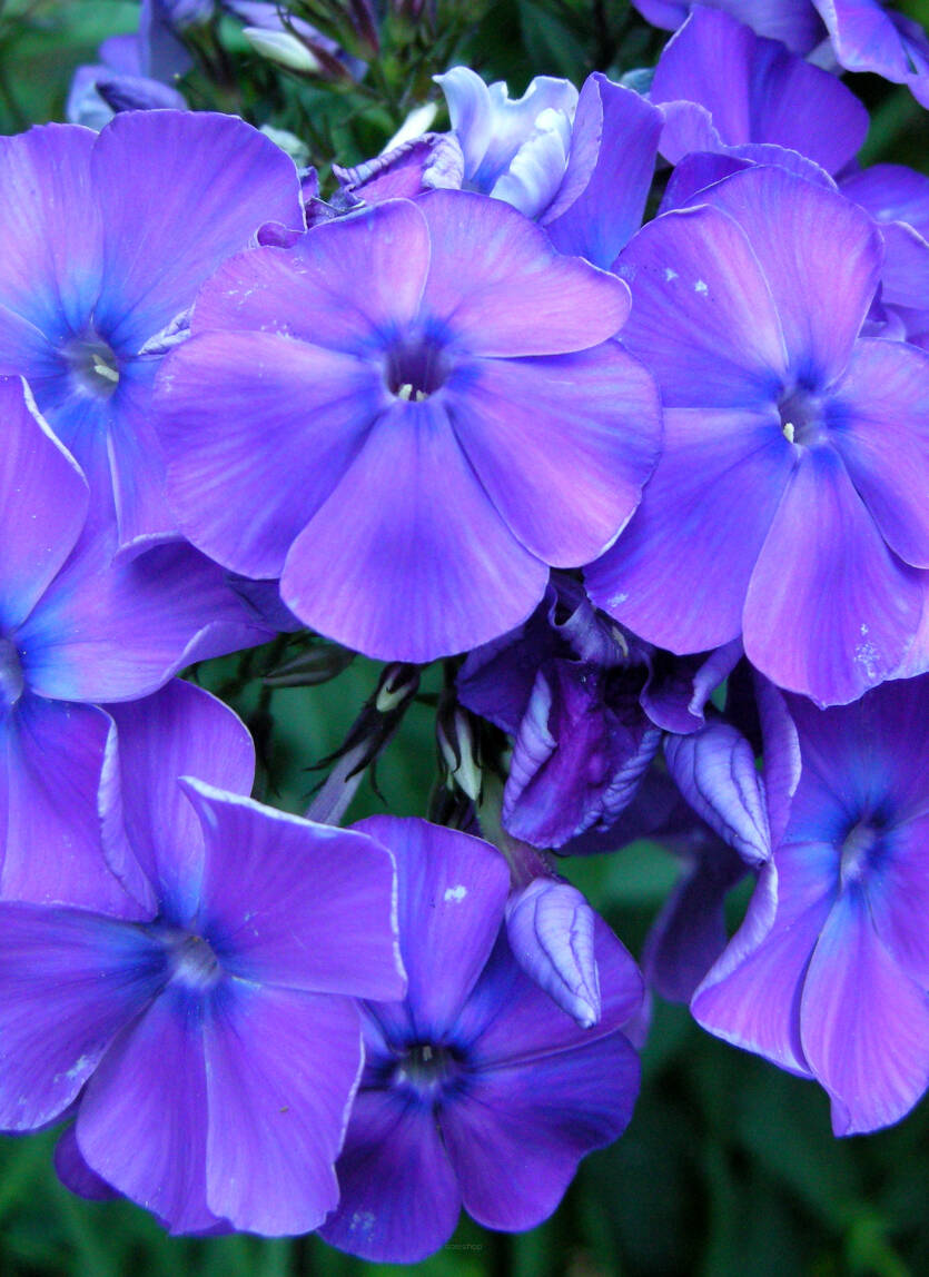 Floks wiechowaty 'Blue Boy'  Phlox paniculata 'Blue Boy'