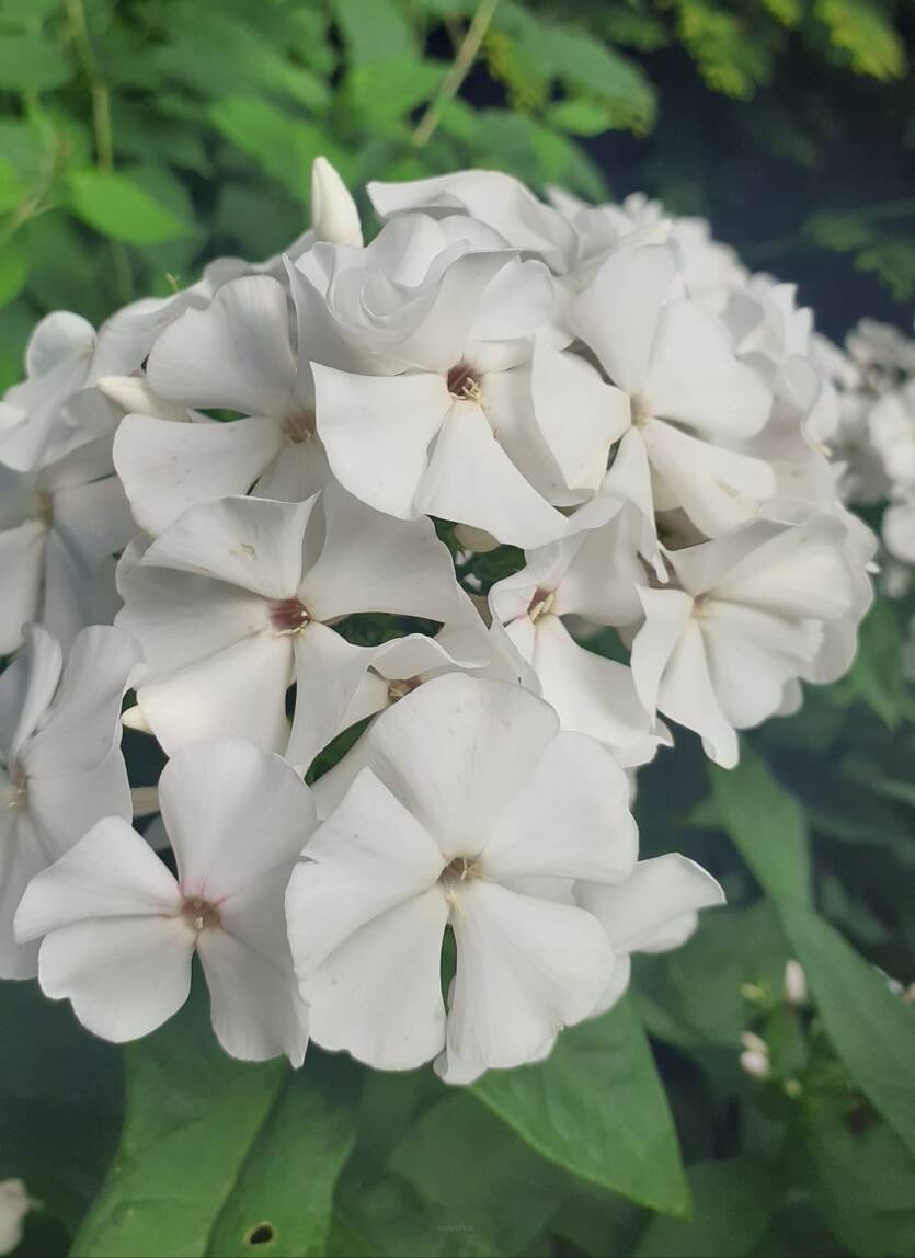 Floks wiechowaty 'Merlinka'  Phlox paniculata 'Merlinka'