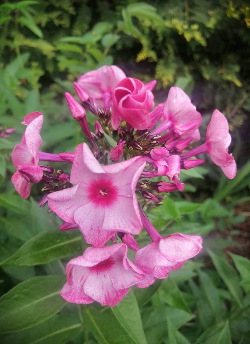 Floks wiechowaty 'Uralskie Skazy' Phlox paniculata 'Uralskie Skazy'