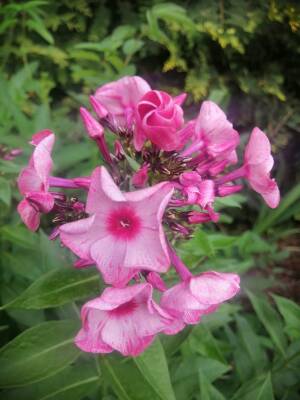 Floks wiechowaty 'Uralskie Skazy' Phlox paniculata 'Uralskie Skazy'