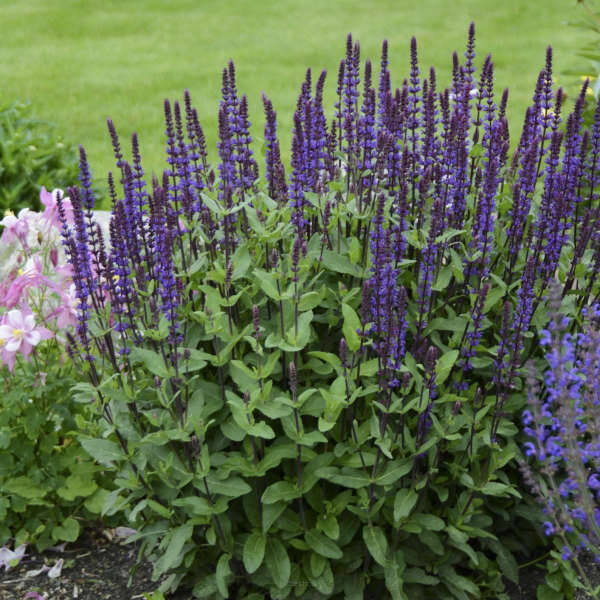 Szałwia omszona 'Caradonna'  Salvia nemorosa 'Caradonna'