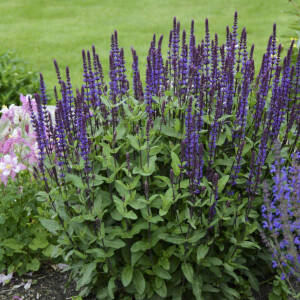 Szałwia omszona 'Caradonna'  Salvia nemorosa 'Caradonna'