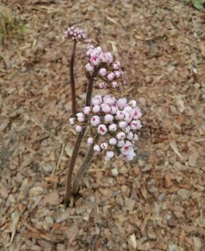 Tarczownica tarczowata Darmera peltata