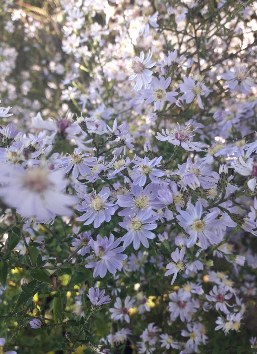 Aster sercolistny  Symphyotrichum cordifolius
