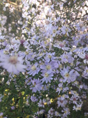 Aster sercolistny  Symphyotrichum cordifolius