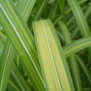 Miskant olbrzymi 'Jubilaris' Miscanthus giganteus 'Jubilaris'