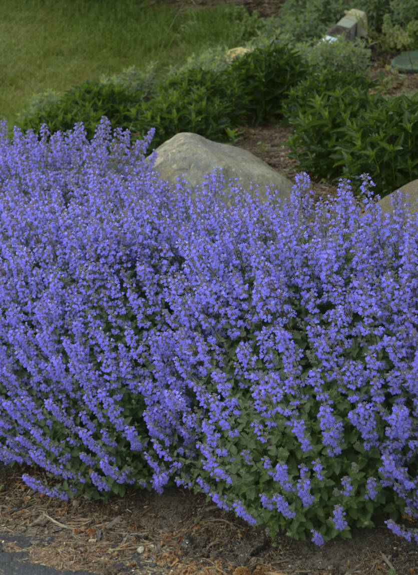 Kocimiętka faassena 'Purrsian Blue' Nepeta faassenii 'Purrsian Blue' DOSTĘPNA PO 15 CZERWCA 2024