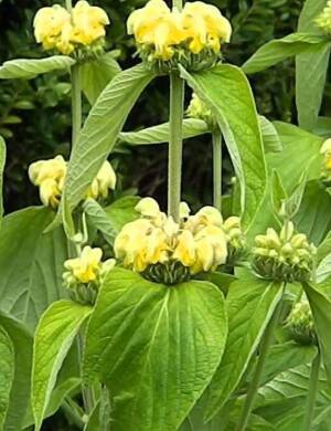 Żeleźniak Russela Phlomis russeliana 