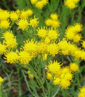 Ożota zwyczajna Galatella linosyris