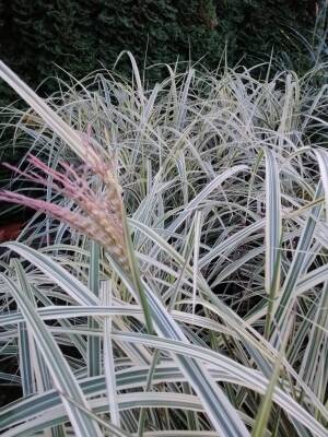 Miskant chiński 'Variegatus' Miscanthus sinensis 'Variegatus' 