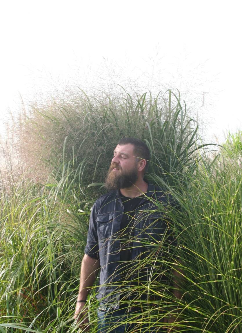 Proso rózgowate 'Thundercloud'  Panicum virgatum 'Thundercloud' DOSTĘPNE PO 15 CZERWCA 2024