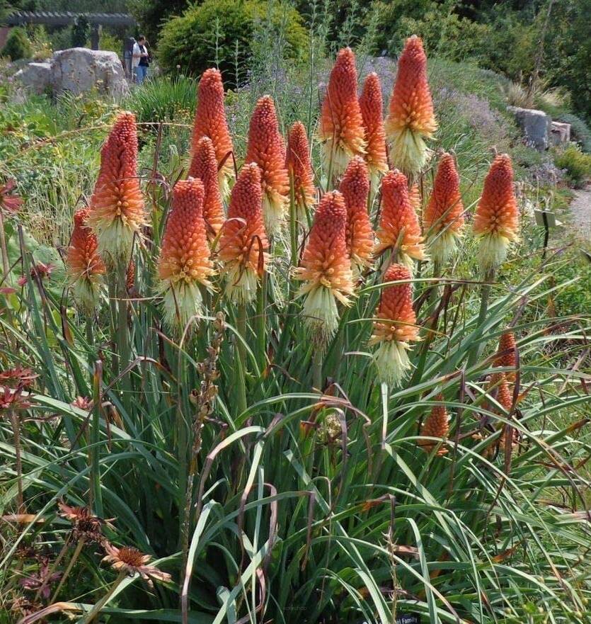 Trytoma groniasta Kniphofia uvaria