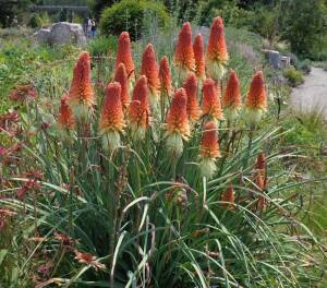Trytoma groniasta Kniphofia uvaria