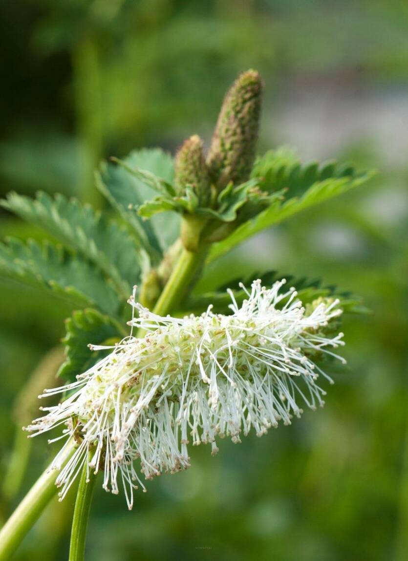 Krwiściąg tępolistny 'Alba'  Sanguisorba obtusa 'Alba'
