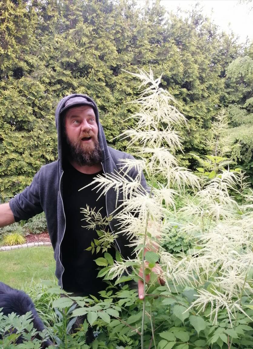 Parzydło leśne Aruncus dioicus 