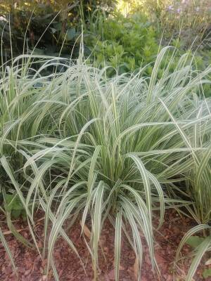 Trzęślica trzcinowata JS 'Mostenveld' Molinia arundinacea 'Mostenveld'