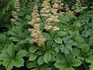 Rodgersja kasztanowocolistna Rodgersia aesculifolia