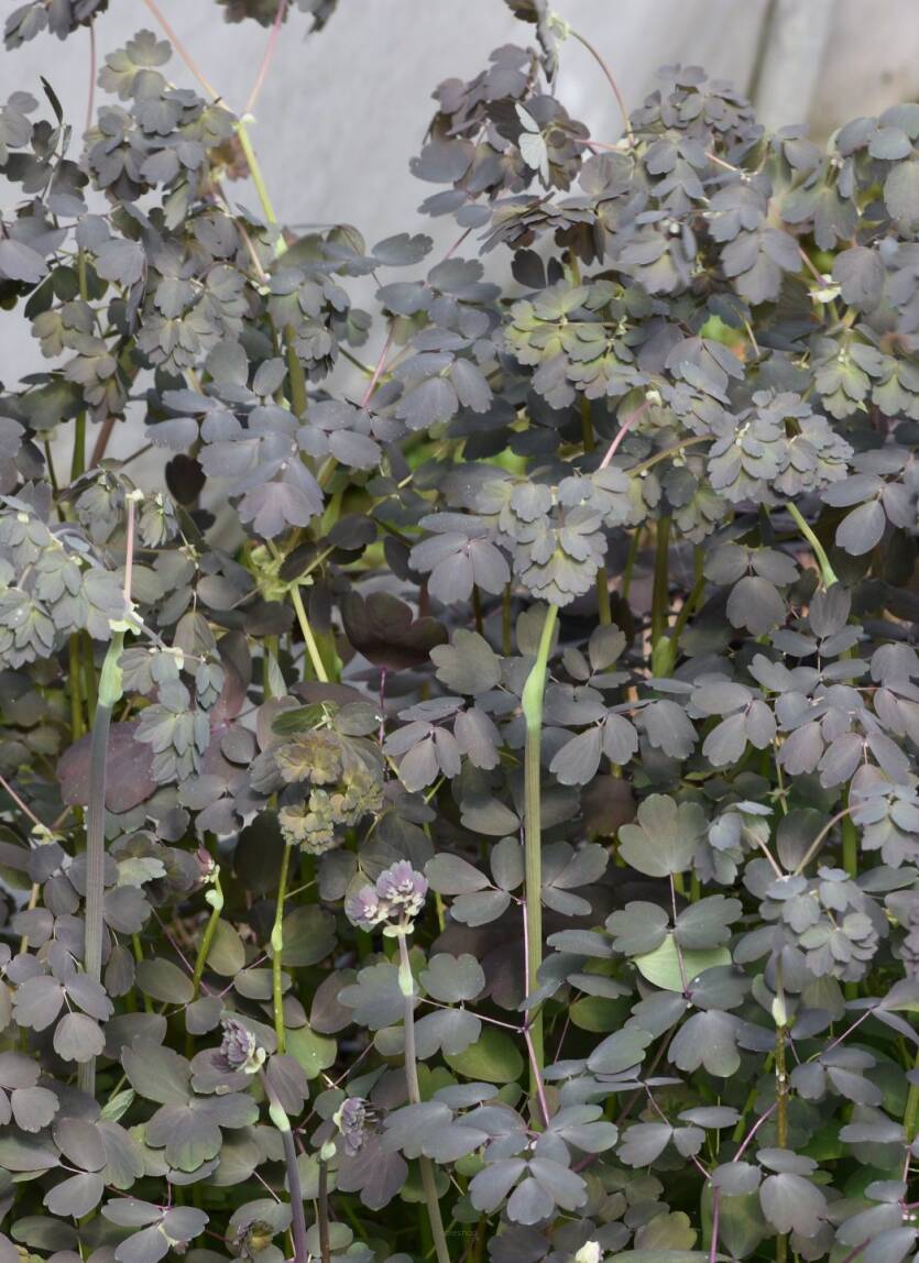 Rutewka orlikolistna 'Ghent Ebony' Thalictrum aquilegifolium 'Ghent Ebony' 