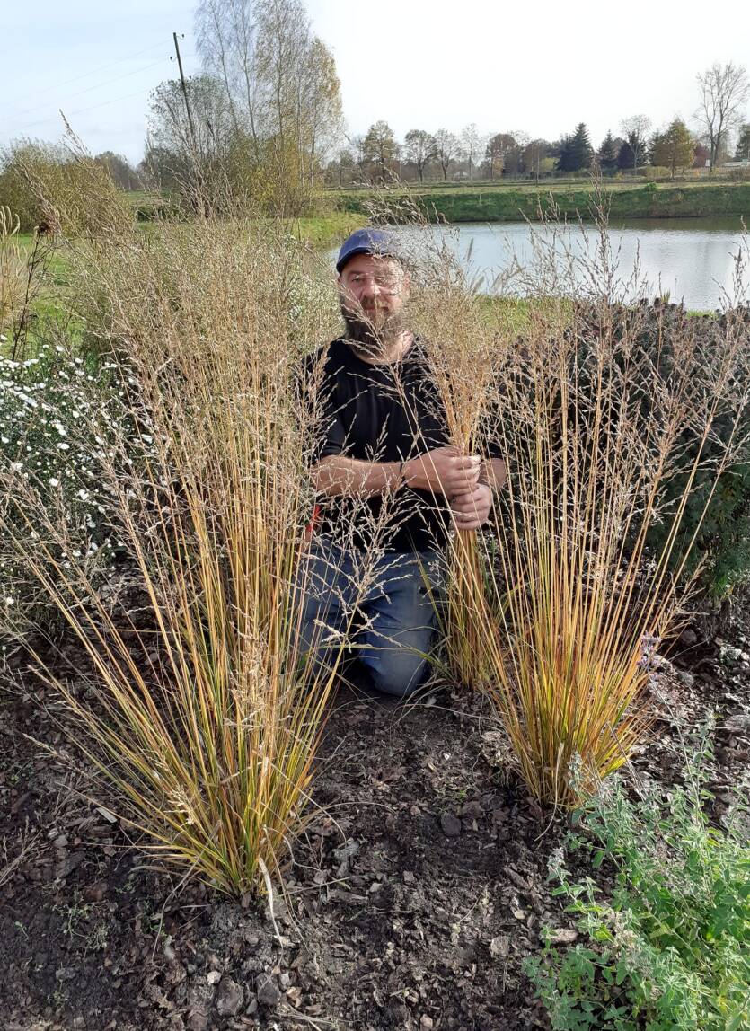 Trzęślica modra  'Heidebraut'  Molinia caerulea 'Heidebraut' DOSTĘPNA PO 15 CZERWCA 2024