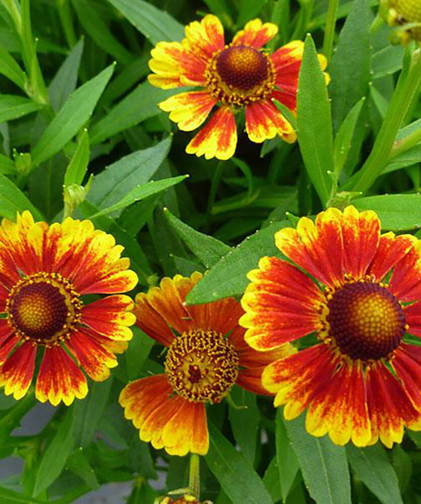 Dzielżan jesienny Helenium autumnale