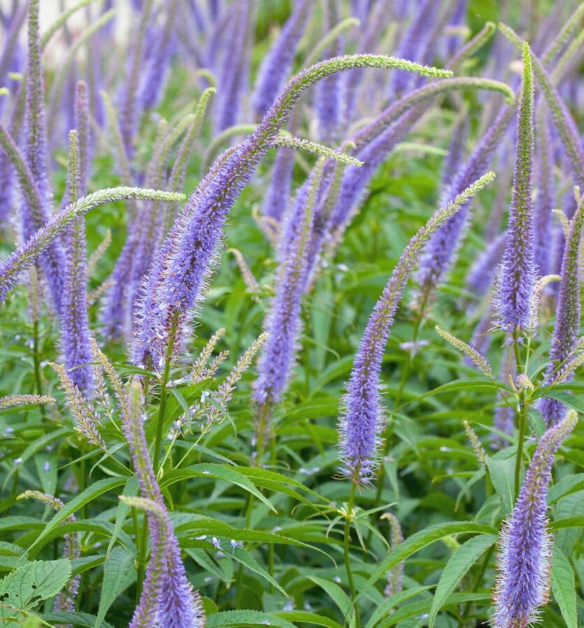 Przetacznikowiec wirginijski 'Apollo' Veronicatrum virginicum 'Apollo'